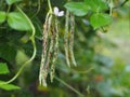 Vigna unguiculata sesquipedalis, Sesquipedalis, Magnoliophyta, Fabaceae, green vegetable Yard long bean, raw food blooming in