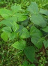 Vigna unguiculata sesquipedalis small plant