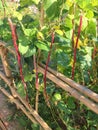 Vigna unguiculata subsp. sesquipedalis or violet long bean