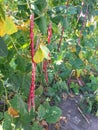 Vigna unguiculata subsp. sesquipedalis or violet long bean Royalty Free Stock Photo