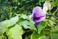 Vigna vexillata with morning dew.