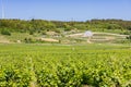 Vignes Ã Nuits-Saint-Georges. Vineyards in Nuits-Saint-Georges