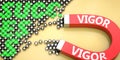 Vigor attracts success - pictured as word Vigor on a magnet to symbolize that Vigor can cause or contribute to achieving success