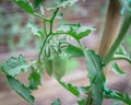 Vigorous cluster tomatoes on vines with bamboo stake at backyard garden near Dallas, Texas, USA