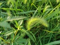 Vigorous foxtail grass Royalty Free Stock Photo