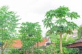Vigorous papaya trees with abundance fruits at tropical backyard garden in North Vietnam Royalty Free Stock Photo