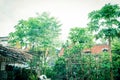 Vigorous papaya trees with abundance fruits at tropical backyard garden in North Vietnam