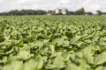 Vigorous soybean plantation growing in the field. Royalty Free Stock Photo