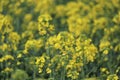 Rapeseed in Spring Royalty Free Stock Photo