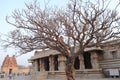 Vijaya Vitthala temple at Hampi, Karnataka - Dry leafless tree - archaeological site in India - India tourism