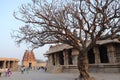 Vijaya Vitthala temple at Hampi, Karnataka - Dry leafless tree - archaeological site in India - India tourism