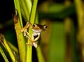 Vijloor Boomkikker, File-eared Tree Frog, Polypedates otilophus