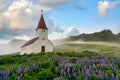 Vik i Myrdal Church among lupine flowers in full bloom in spring, beautiful misty morning and blue sky, fresh and relaxing