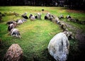 Viking burial grund