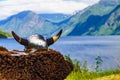 Viking helmet on fjord shore, Norway Royalty Free Stock Photo