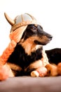 Viking puppy Royalty Free Stock Photo