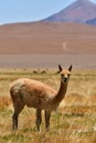 vikunja in front of Volcano Atacama Desert Chile South America Royalty Free Stock Photo