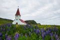 Church surrounded with blooming lupine flowers in Vik, Iceland