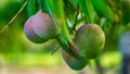 vilad mango fruit. fresh mango fruit Royalty Free Stock Photo