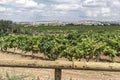 Vilafranca del Penedes,Catalonia,Spain. Royalty Free Stock Photo