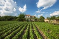 Vilage house with garden