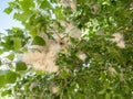 Vilano white fluff on the branches of a poplar Populus Royalty Free Stock Photo