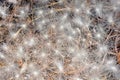 Aerial seed plants in summer Royalty Free Stock Photo