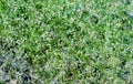 Bermuda Grass with Little Flowers in A Garden