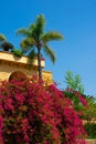 Villa behind palm tree and hedges Royalty Free Stock Photo