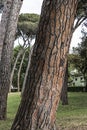 Villa borghese large pine tree trunk detail Royalty Free Stock Photo