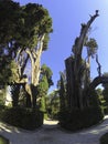 Villa D`Este, Tivoli, Italy - Secular cypress trees in Villa D`Este. Tivoli gardens. Trees and parks of the famous Italian garden