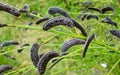 Wild Broom Pods at Patagonia Royalty Free Stock Photo