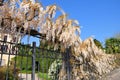 white wisteria Villa lake Como italy Royalty Free Stock Photo