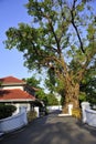 Villa with a large banyan tree