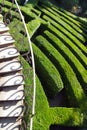 Villa Pisani, Stra, Italy - The green labyrinth Royalty Free Stock Photo