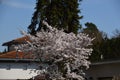 Villa in Spring in the Neighborhood of Grunewald, Wilmersdorf, Berlin Royalty Free Stock Photo