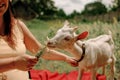 Village animals. Happy pregnant woman hugs goat, concept of unity of nature and man. Life in the countryside. Royalty Free Stock Photo