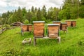 Village apiary. Beehives on an alpine meadow in summer