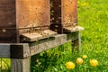 Village apiary. Beehives on an alpine meadow in summer