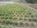 Village area tomato/potato and onion field / land in India