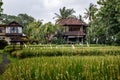 Village in asia. House and rice fields Royalty Free Stock Photo