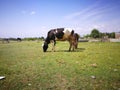 Village Babuzai ,grassy groung located in Khyber pukhton khwa Royalty Free Stock Photo