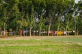 Village of Bangladesh. Beautiful Vast fields of crops. Green background. Rows of white bucks looking for food flying clothes