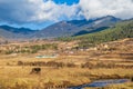 A village in the beautiful Phobjika valley at a height of 3000 m Royalty Free Stock Photo