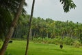 Village beauty coconut trees view before the rain