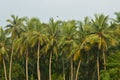 Village beauty coconut trees view before the rain