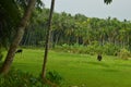 Village beauty coconut trees view before the rain