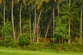 Village beauty coconut trees view before the rain