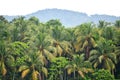 Village beauty thick coconut trees and the mountain
