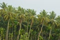 Village beauty view of coconut tree before the rain